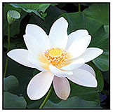 lotus