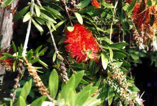 Bloom at SRF Lake Shrine