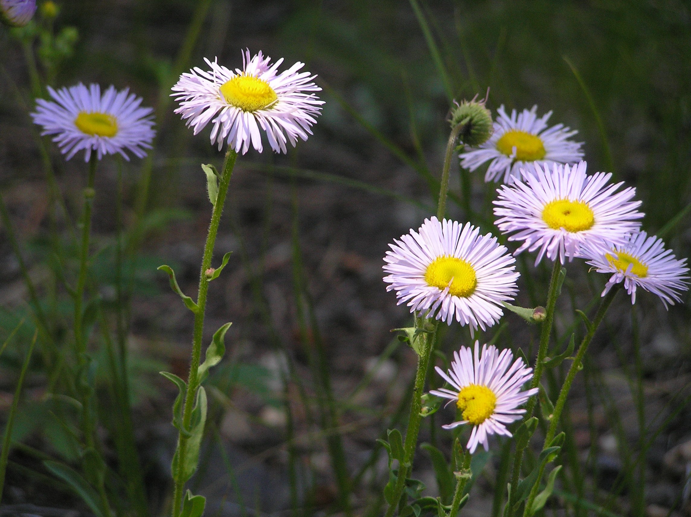 wild flowers