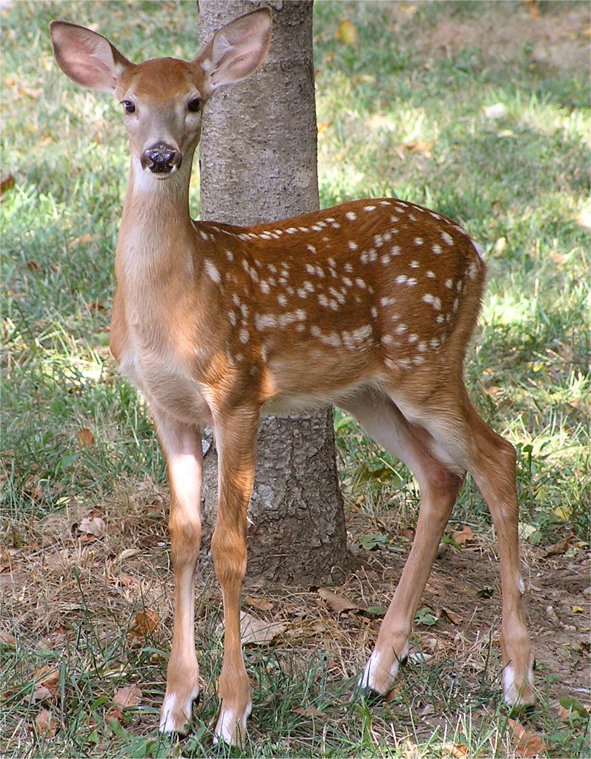 fawn